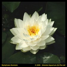 Nymphaea Gonnére, Näckros, P11cm