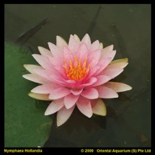 Nymphaea Madame Wilfron Gonnère, Näckros, P11cm