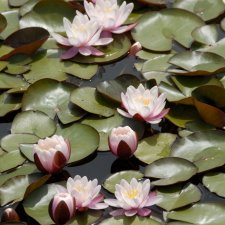 Nymphaea Marliacea Rosea