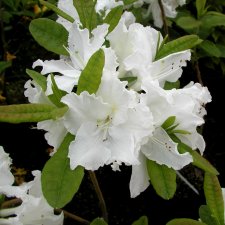 Rhododendron Knap Hill Oxydol