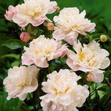 Paeonia lactiflora Catharina Fontijn, Luktpion