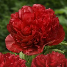 Paeonia lactiflora Eliza Lundy