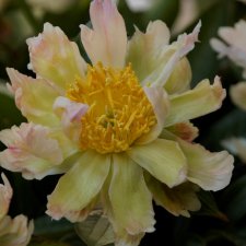 Paeonia lactiflora Green Lotus, Luktpion, C3