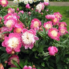 Paeonia lactiflora Bowl of Beauty, Japansk Luktpion, C3
