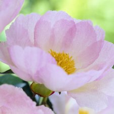 Paeonia lactiflora Pink Dawn
