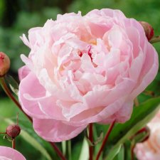 Paeonia lactiflora Lady Alexandra Duff, Luktpion, C3
