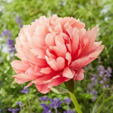 Paeonia hybrid Lorelei, Pion