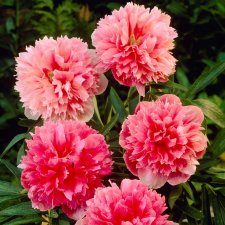 Paeonia x festiva Rosea Plena, Bondpion, Bergpion
