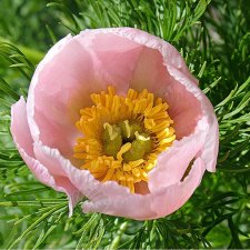 Paeonia tenuifolia Rosea