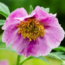 Paeonia veitchii, Rosenpion, SQ3