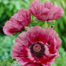 Papaver orientale Patty´s Plum, Jättevallmo
