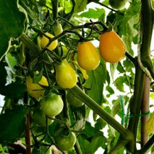 Tomat, Päron-, Yellow Cherry Bell, Ekologisk