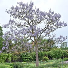 Paulownia tomentosa
