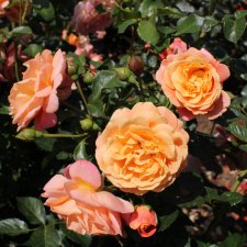 Rosa floribunda Peach Melba ®