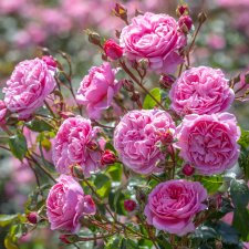 Rosa austin Penelope Lively ® Jonathan Buckley David Austin Roses