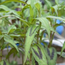 Persicaria odorata, Korianderpilört, Vietnamesisk Koriander