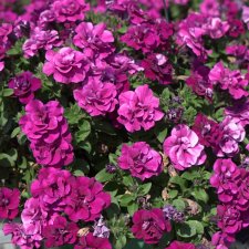 Petunia x hybrida SweetSunshine ® Double Purple