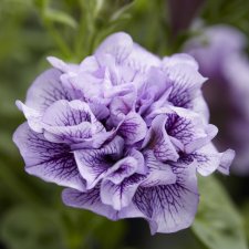 Petunia, Stickling 3-pack