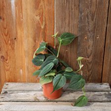 Philodendron Micans