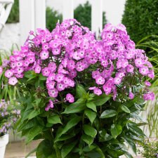 Phlox paniculata Famous ™ Light Purple