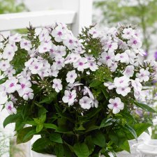 Phlox paniculata Famous ™ White with Eye