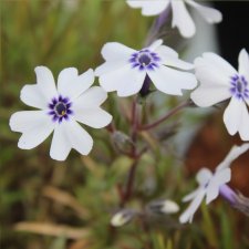 Phlox subulata Bavaria, Mossflox, C11cm