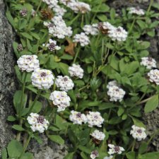 Phyla nodiflora Summer Pearls