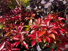 Pieris japonica Glowing Hearts ®