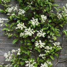 Pileostegia viburnoides, Klätterhortensia