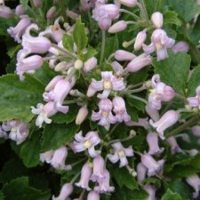 Clematis heracleifolia Pink Dwarf