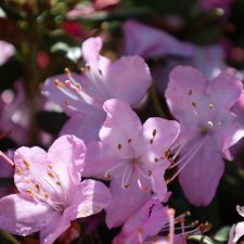 Rhododendron hybr. Pintail, Dvärgrododendron, 20-25 C2