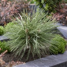 Pinus resinosa Pillnitz