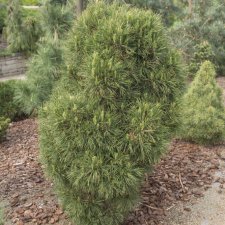 Pinus sylvestris Globosa Viridis
