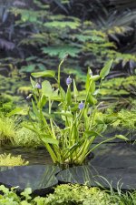 Pontederia lanceolata