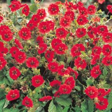 Potentilla atrosanguinea, Blodfingerört, P9cm