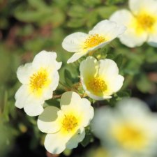 Potentilla fruticosa Limelight, Ölandstok, C3,5