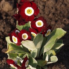 Primula pubescens Gizabroon, Trädgårdsaurikel, P9cm