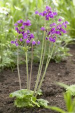 Primula matthioli (Cortusa), Klockviva, P9cm