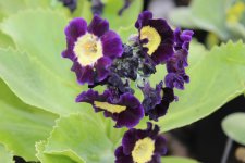 Primula pubescens Blue Velvet, Trädgårdsaurikel, P9cm