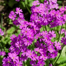 Primula sieboldii, Praktviva, P9cm