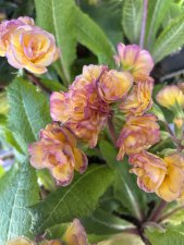 Primula x polyantha Pretty Polly Blushing Peach