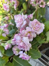 Primula x polyantha Pretty Polly Soft Pink