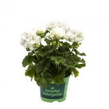 Pelargon Prinsesse Karla, stickling