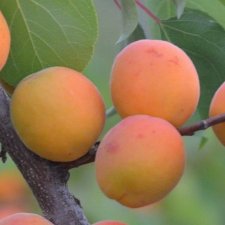 Aprikos, Goldrich ®, C10