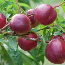 Nektarin, Nectared, C10