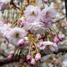 Prunus serrulata Shimidsu, Japansk Körsbär, 80 stam C5