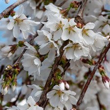 Prunus Snow Fountains ® (Snofozam), Hängkörsbär