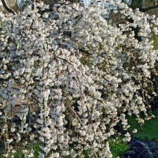 Prunus x yedoensis Ivensii, Tokyokörsbär