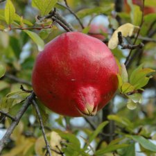 Punica granatum, Granatäpple, C4