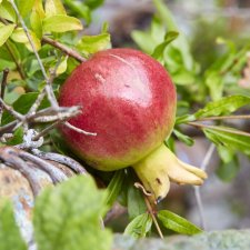 Punica granatum Crimson Sky, Granatäpple